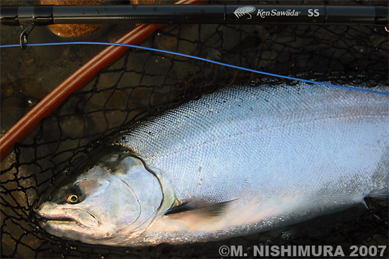 Masao Nishimura Cherry Salmon