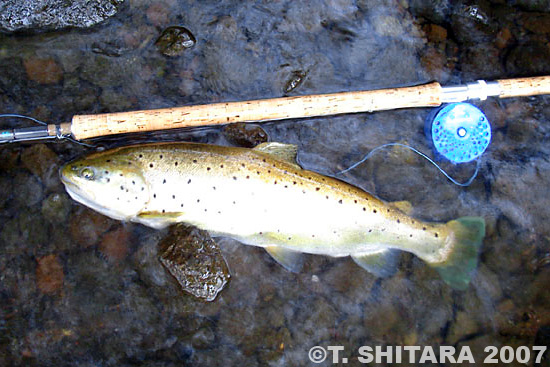 Tomoyoshi Shitara Brown Trout