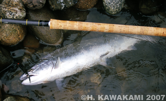 Hisashi Kawakami Cherry Salmon