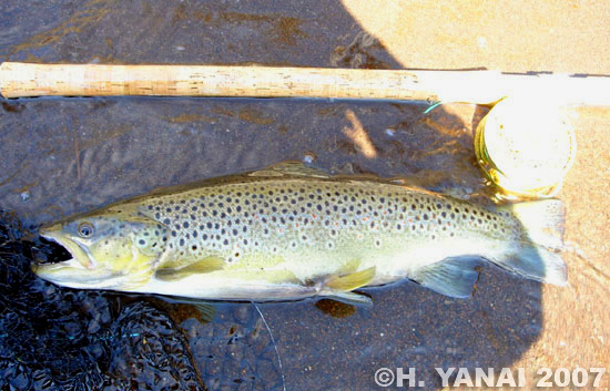 Hiroshi Yanai Brown Trout