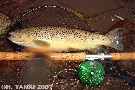 Hiroshi Yanai Brown Trout