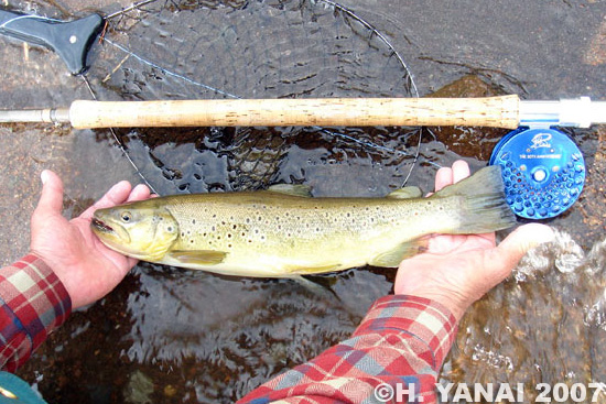 Hiroshi Yanai Brown Trout