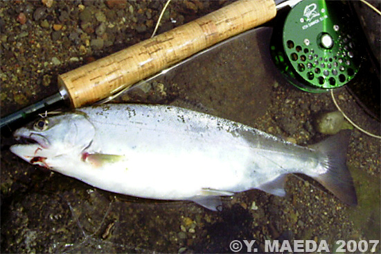 Yasujiro Maeda Amago Trout