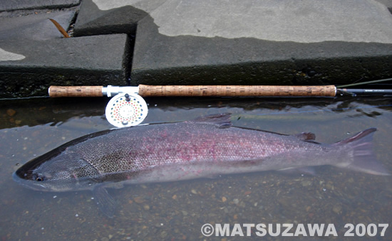 Yoshihiro Matsuzawa Japanese Taimen