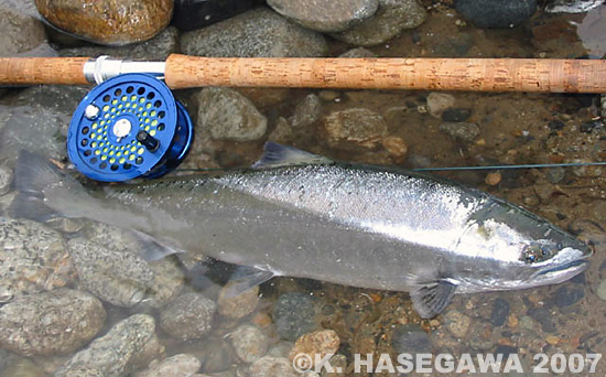 Kazuya Hasegawa  Cherry Salmon