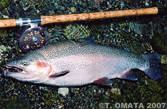 Takayuki Omata Rainbow Trout