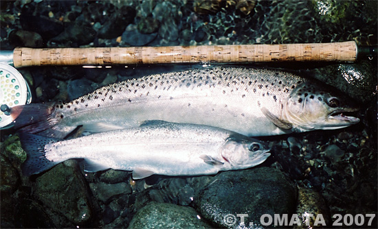 Takayuki Omata Brown Trout