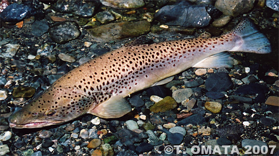 Takayuki Omata Brown Trout