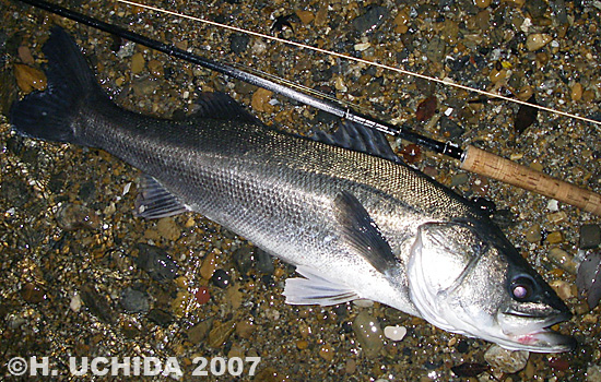 Hisanori Uchida Sea Bass