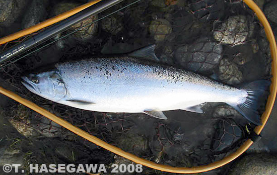 Toshiya Hasegawa Cherry Salmon