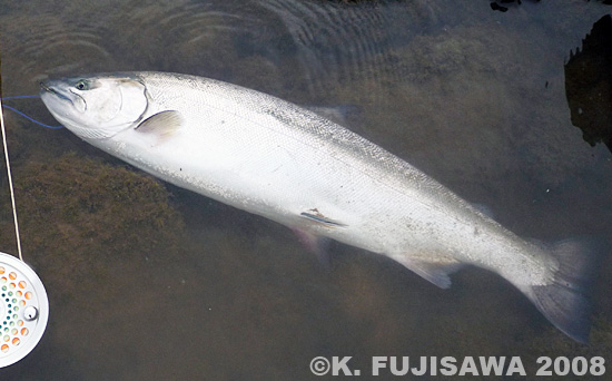 Katsuhiko Fujisawa Cherry Salmon