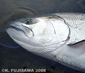 fujisawa