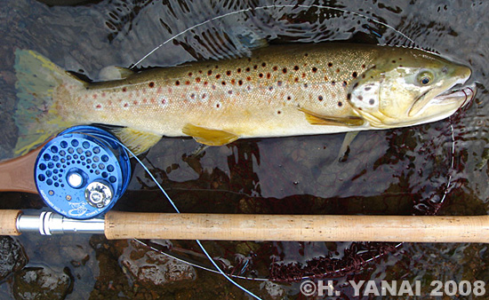 Hiroshi Yanai Brown Trout and Rainbow Trout