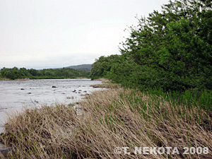 nekota