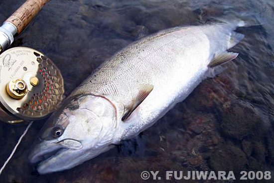 Yoshikazu Fujiwara Cherry Salmon