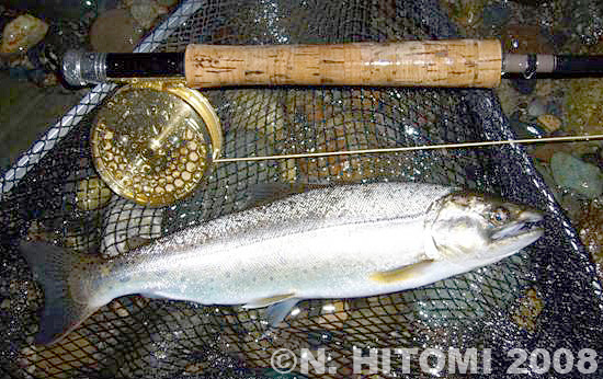 Norio Hitomi Yamame Trout