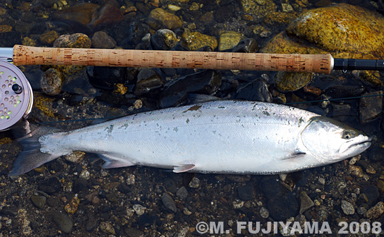 Masaki Fujiyama Cherry Salmon