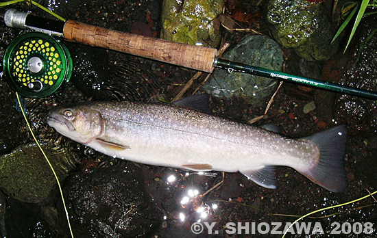 Yasuhiro Shiozawa Char