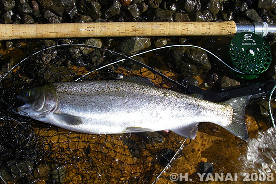 Hiroshi Yanai Rainbow Trout