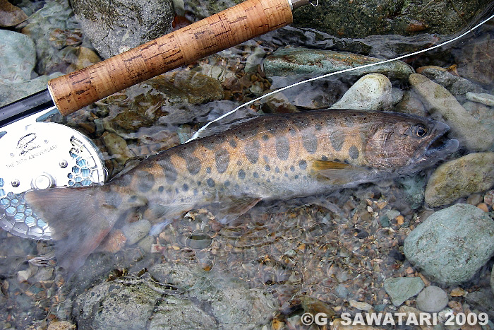 Gou Sawatari Yamame Trout