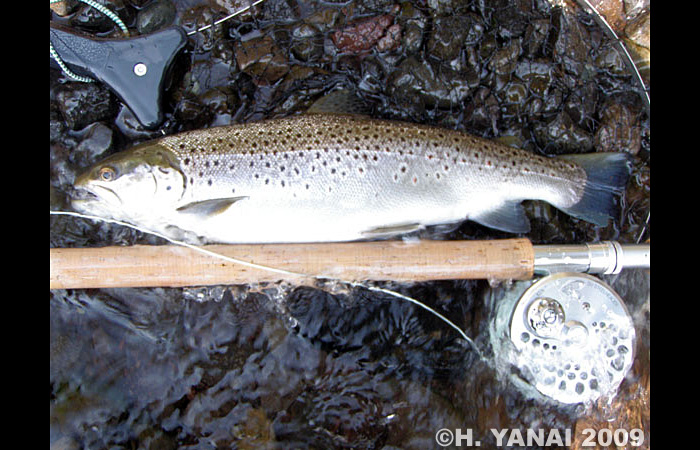 Hiroshi Yanai Brown Trout