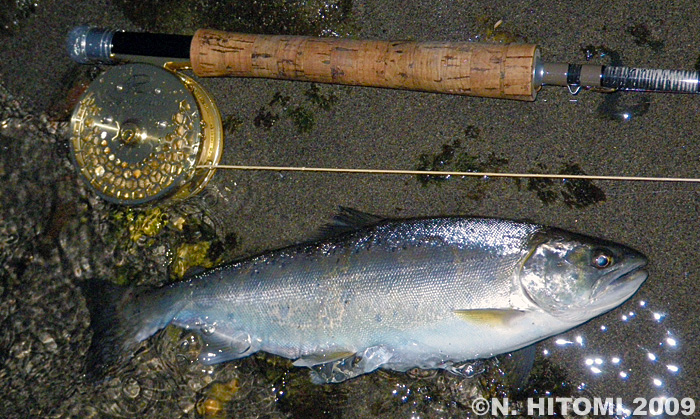 Norio Hitomi Yamame Trout