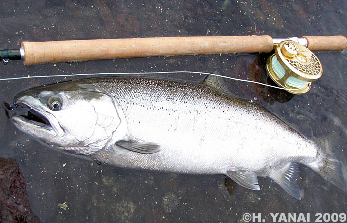 Hiroshi Yanai Cherry Salmon (Biwa Salmon)