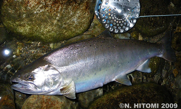 Norio Hitomi Yamame Trout