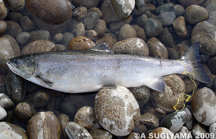 Akihide Sugiyama Salmo Salar