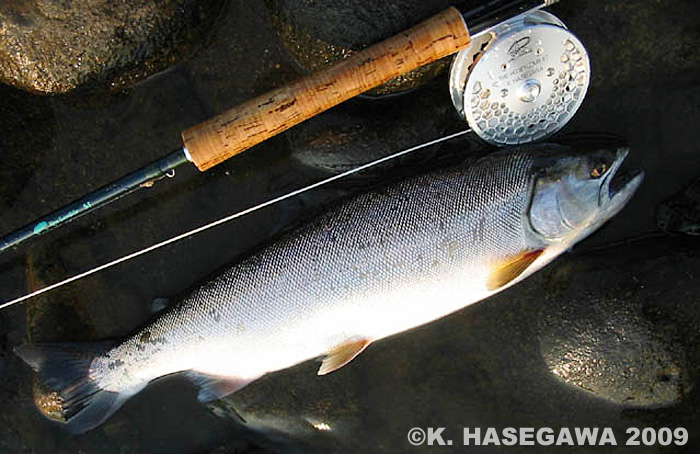 Kazuya Hasegawa Yamame Trout