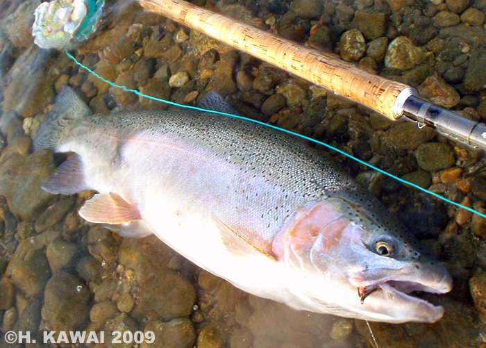 Hiroshi Kawai Rainbow Trout