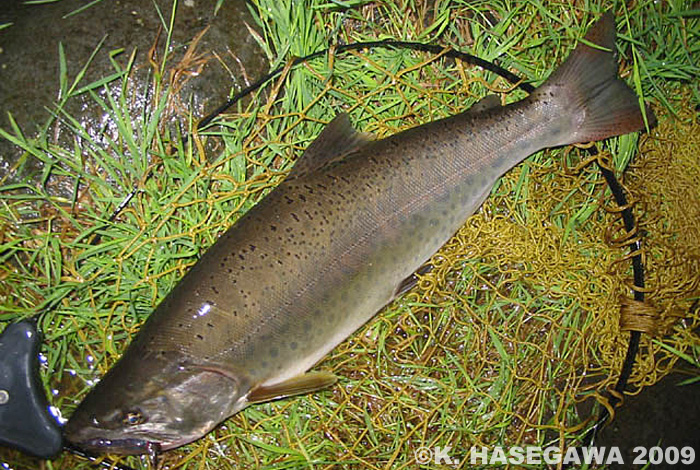 Kazuya Hasegawa Yamame Trout