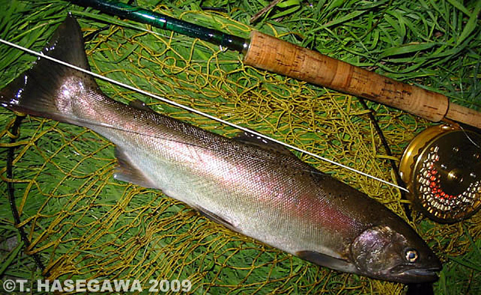 Toshiya Hasegawa Yamame Trout