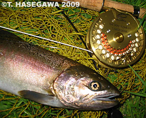 hasegawa