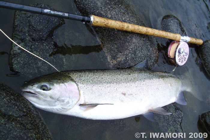 Takashi Iwamori Steelhead Trout