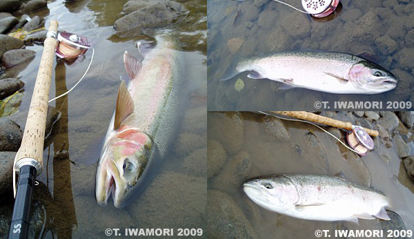 Steelhead by IWAMORI