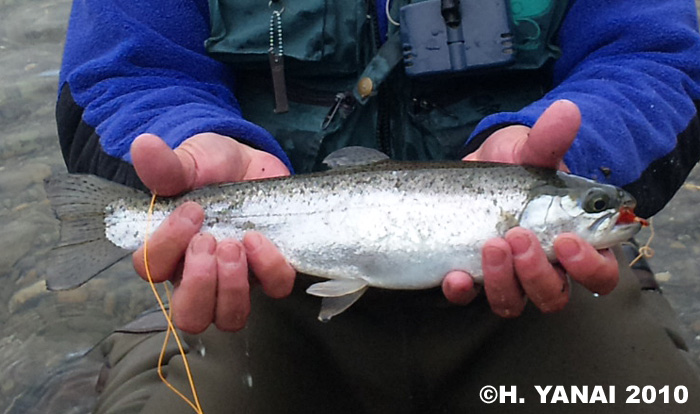 Hiroshi Yanai Rainbow Trout