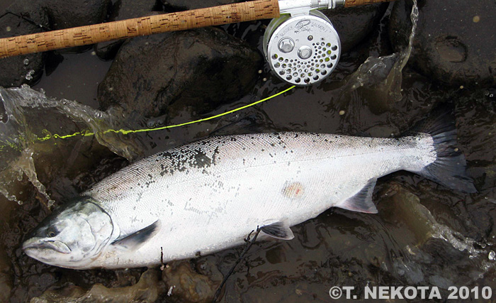 Torakichi Nekota Cherry Salmon