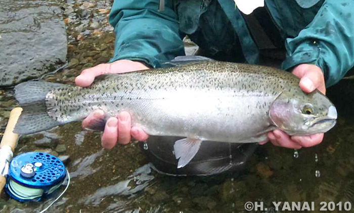 Hiroshi Yanai Rainbow Trout