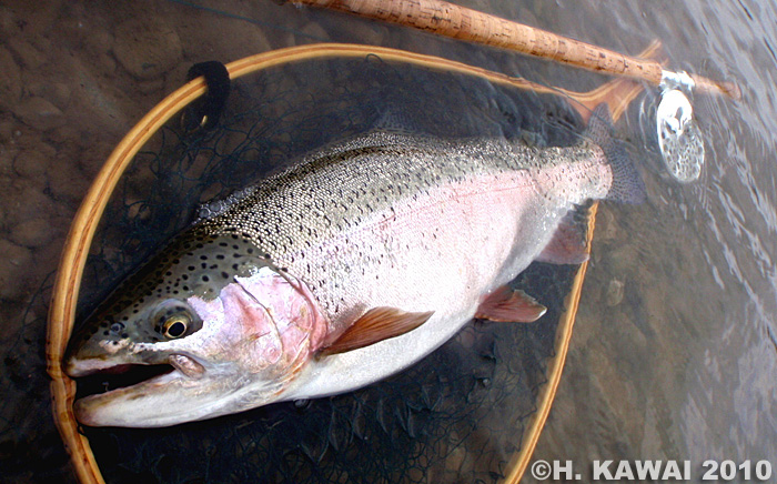 Hiroshi Kawai Rainbow Trout