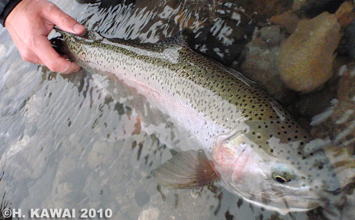 Hiroshi Kawai Rainbow Trout