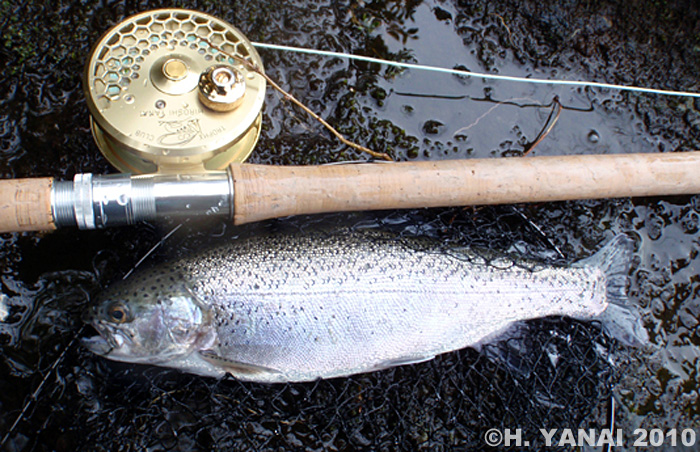 Hiroshi Yanai Rainbow Trout