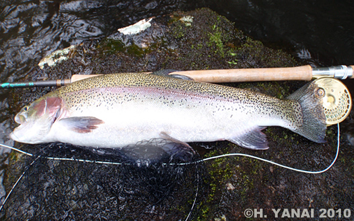 Hiroshi Yanai Rainbow Trout