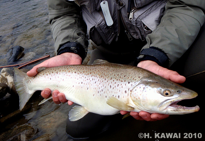 Hiroshi Kawai Brown Trout