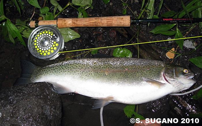 Seiji Sugano Rainbow Trout