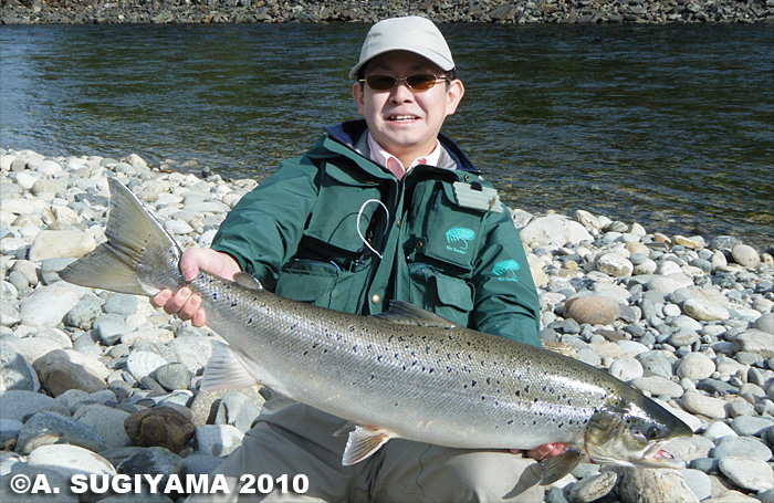 Akihide Sugiyama Salmo Salar