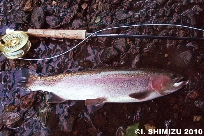 Ikuo Shimiau Rainbow Trout