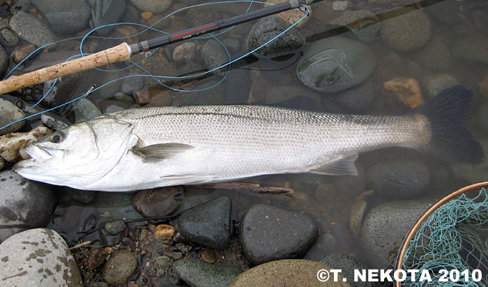 Torakichi Nekota Sea Bass