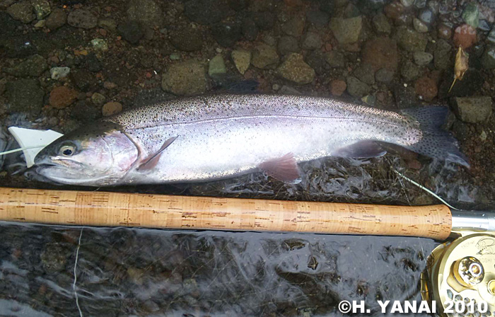 Hiroshi Yanai Rainbow Trout