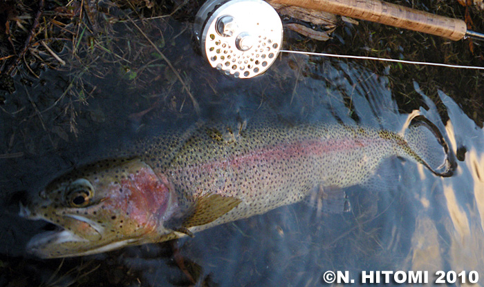 Norio Hitomi Rainbow Trout